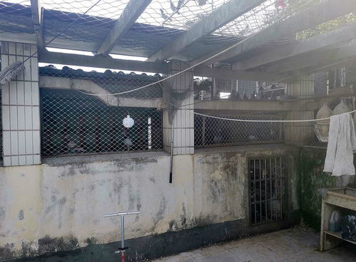 南充一小区楼顶养了近百只鸽子 邻居生活受影响