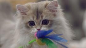 暹罗猫无毛猫混血宝宝长什么样